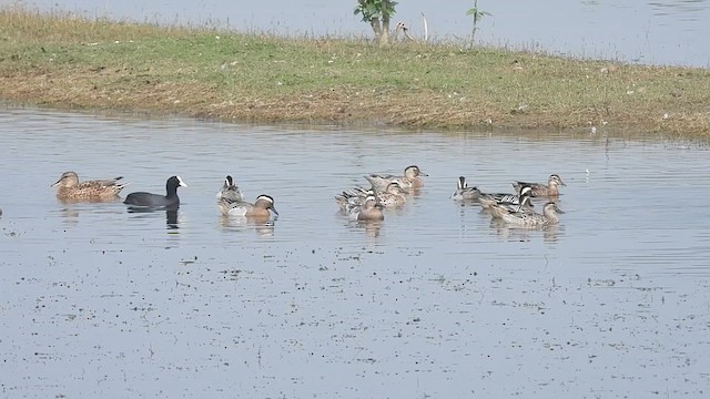 Garganey - ML623069492