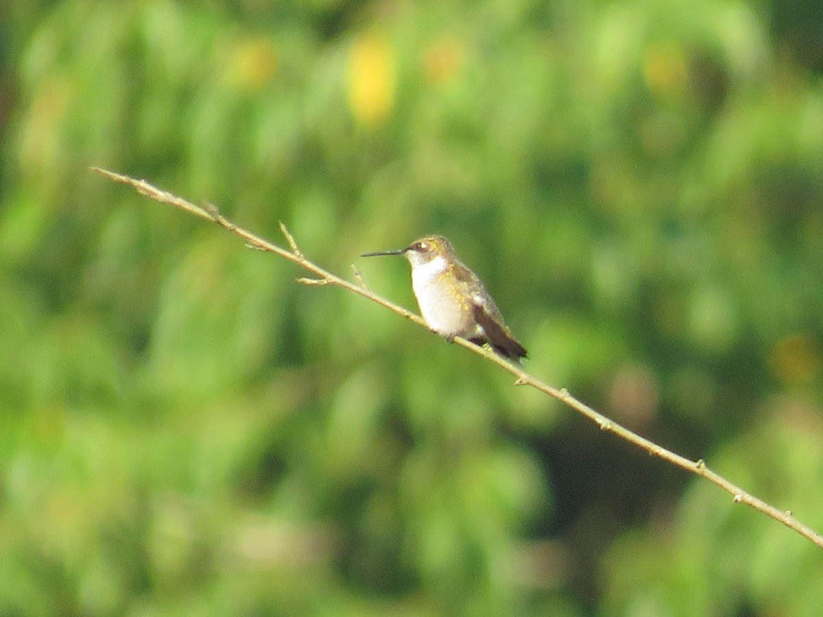 Ruby-throated Hummingbird - ML623069494