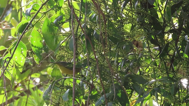 Elegant Euphonia - ML623069497