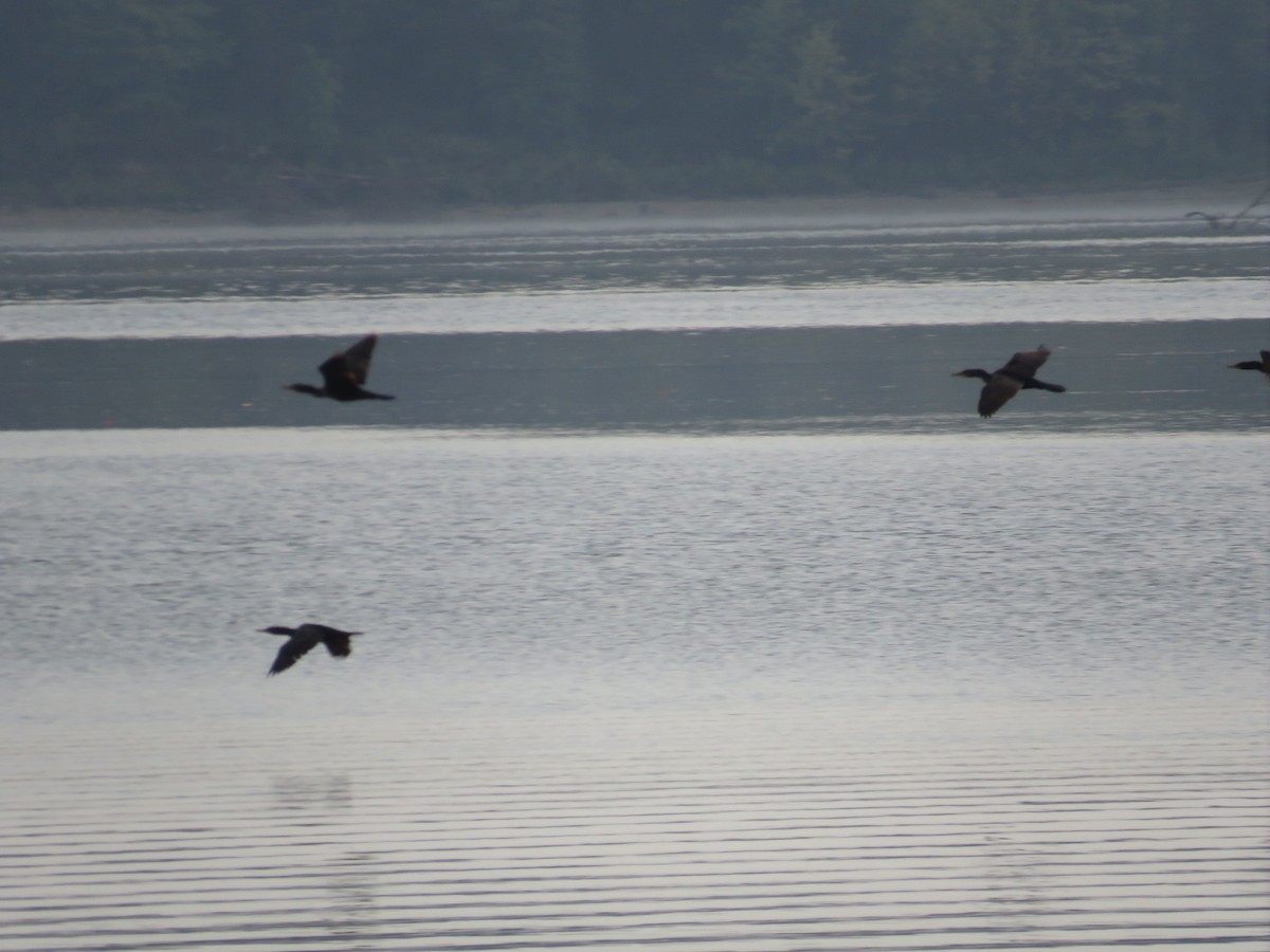 Double-crested Cormorant - ML623069510