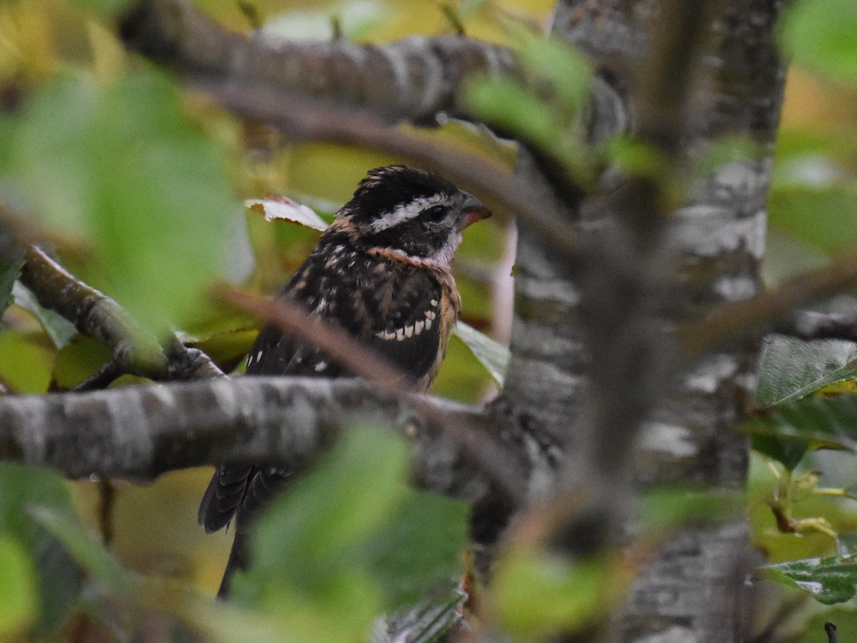 Black-headed Grosbeak - ML623069520