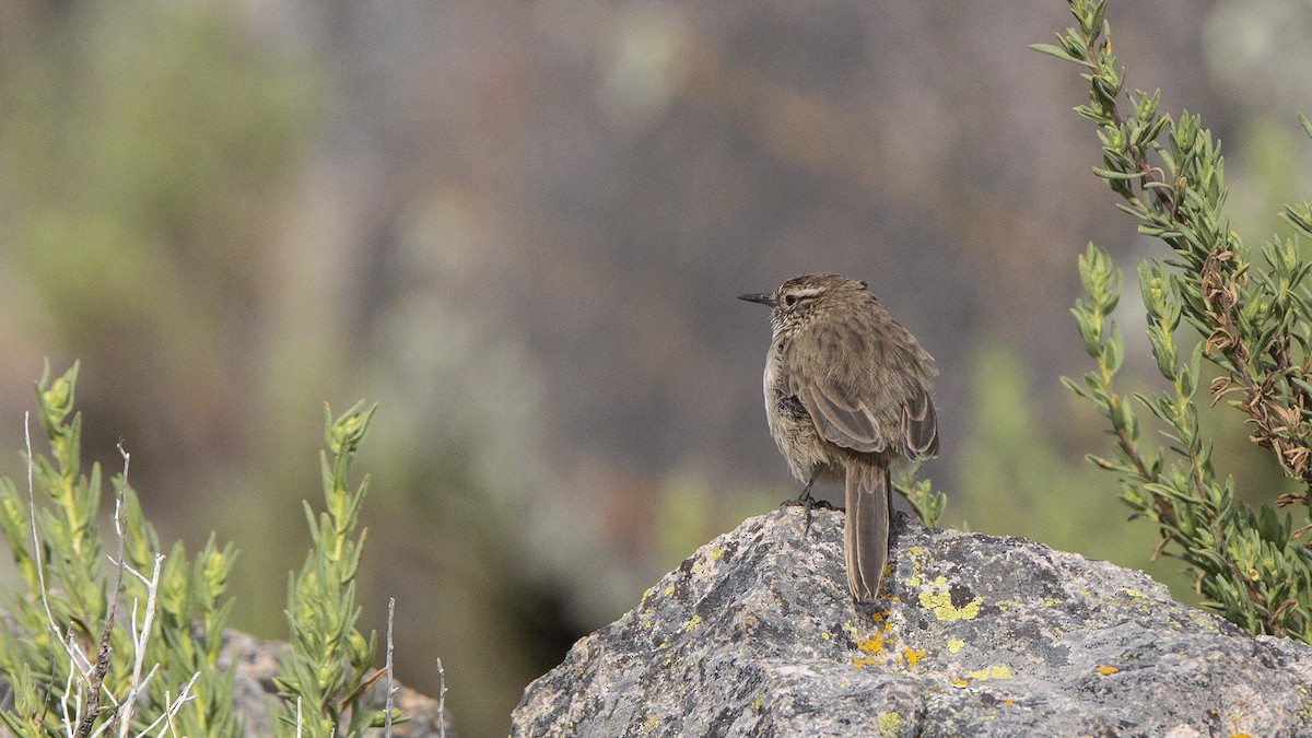 Streak-throated Canastero - ML623069534