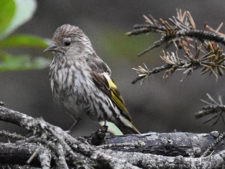 Pine Siskin - ML623069536