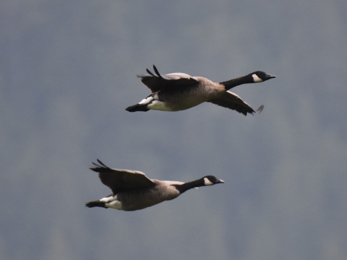 Canada Goose - David Gallagher