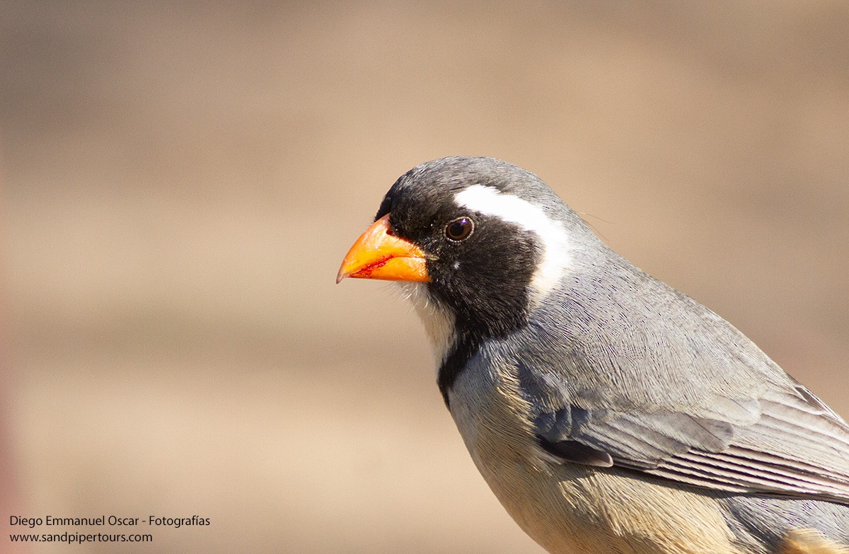 Golden-billed Saltator - ML623069602