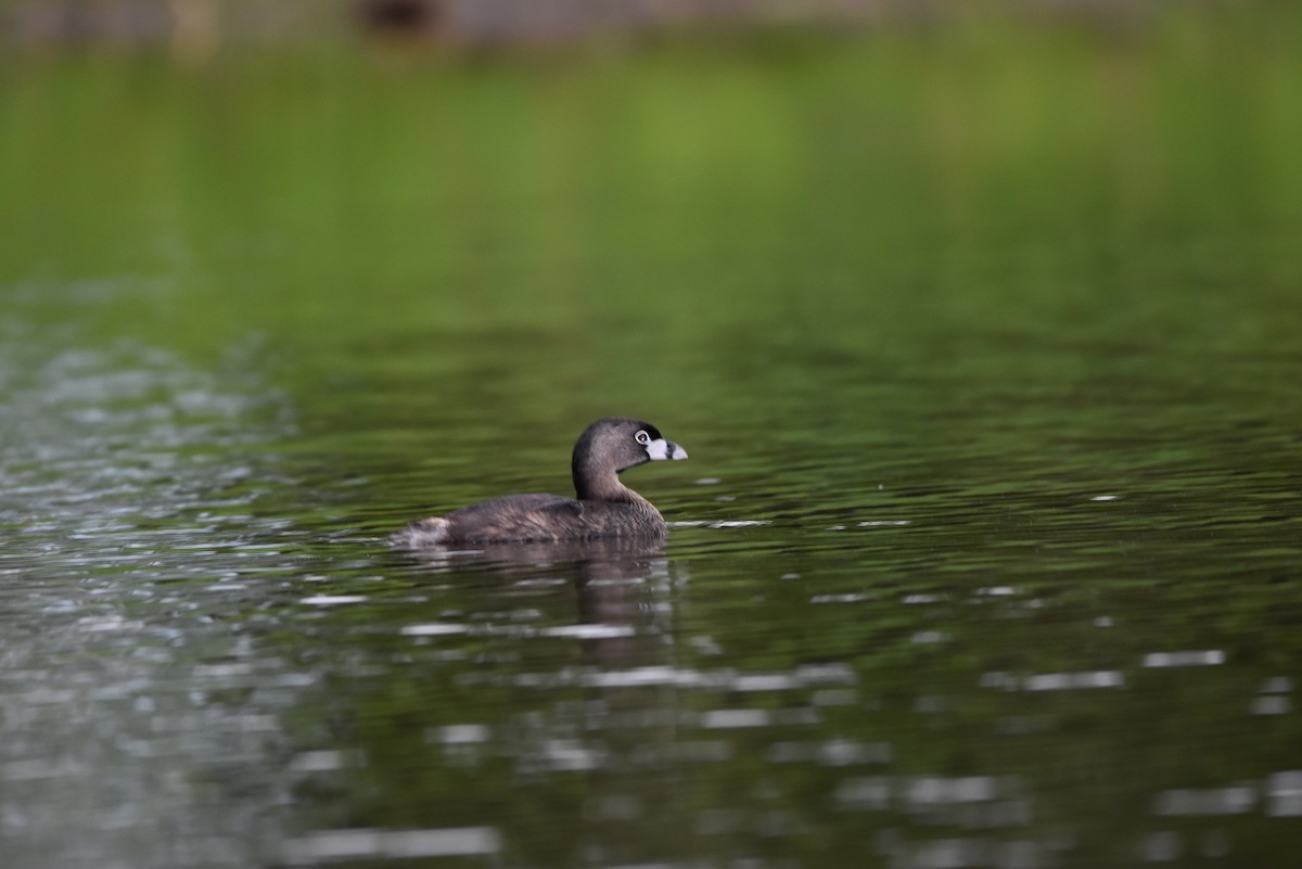 Pied-billed Grebe - ML623069640