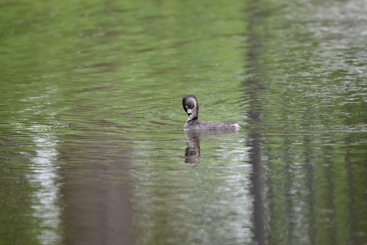 Pied-billed Grebe - ML623069641