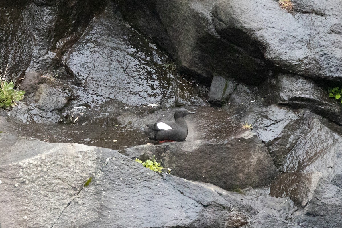 Black Guillemot - ML623069645