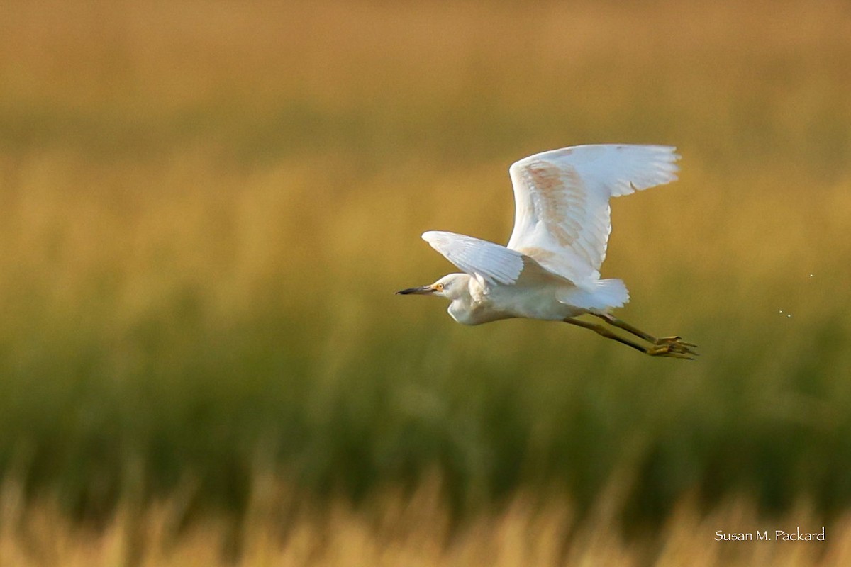 Snowy Egret - Susan Packard