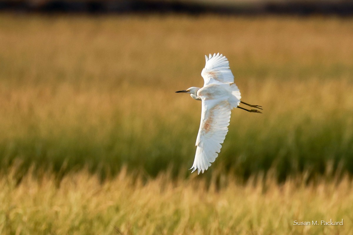 Snowy Egret - Susan Packard