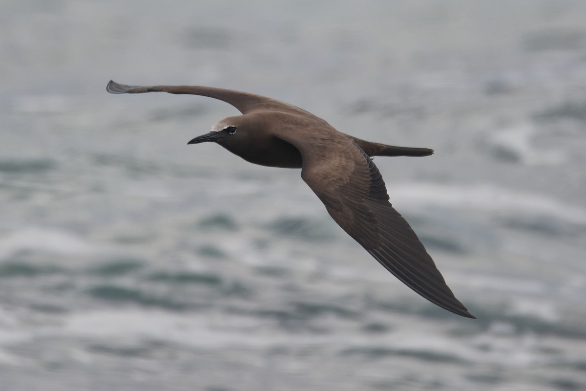 Brown Noddy - ML623069687