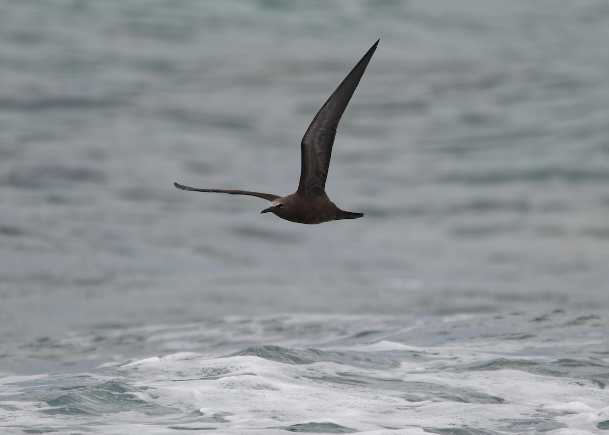 Brown Noddy - Michiel Oversteegen