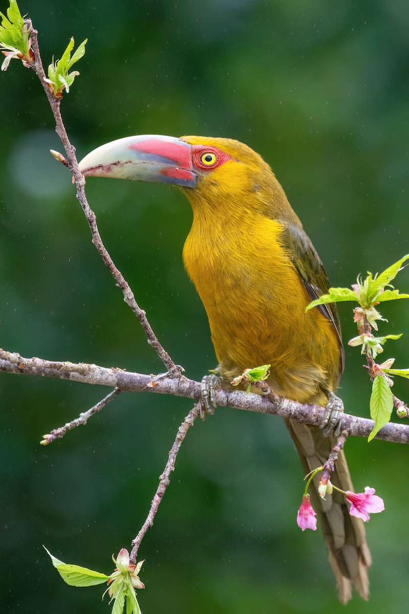 Saffron Toucanet - ML623069740