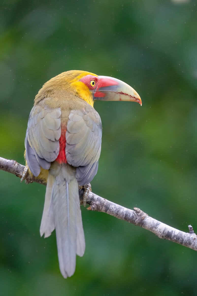 Saffron Toucanet - ML623069742