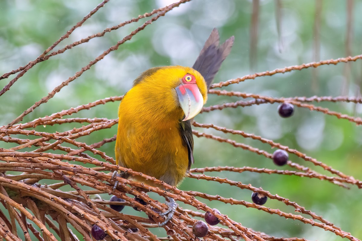 Saffron Toucanet - ML623069744