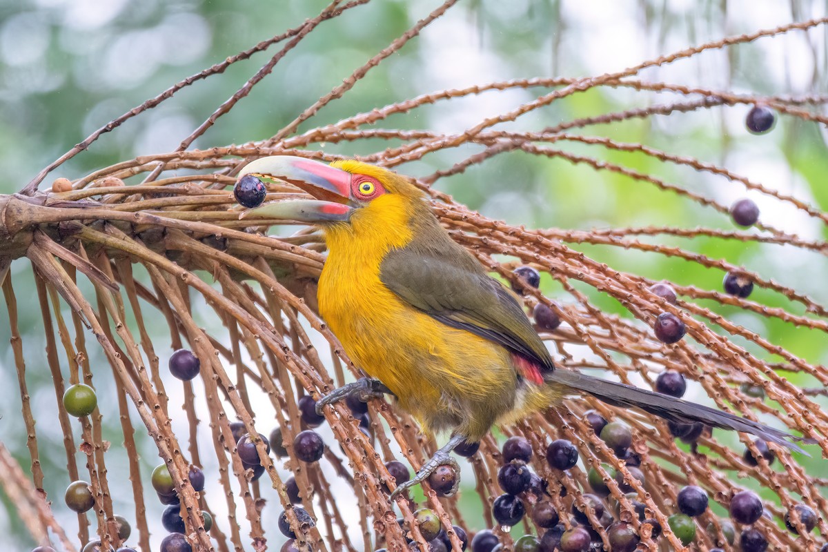 Saffron Toucanet - ML623069746