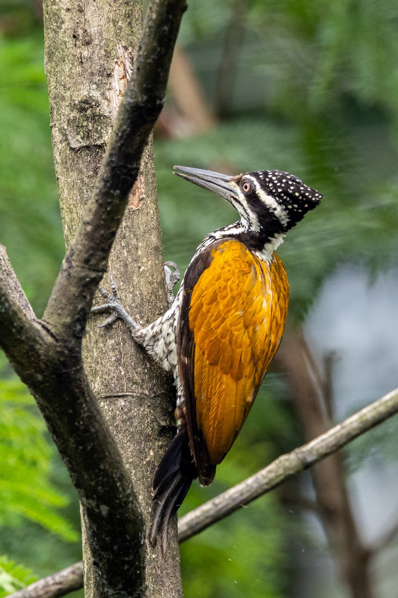 Greater Flameback - ML623069784