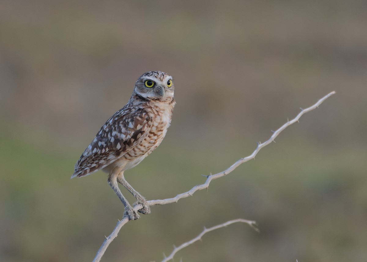 Burrowing Owl - Michiel Oversteegen