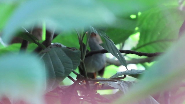 Orange-billed Nightingale-Thrush - ML623069799