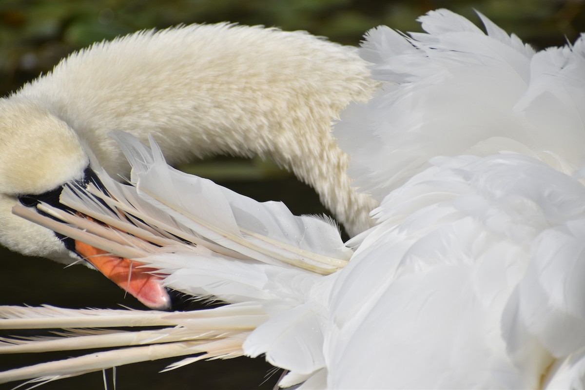 Mute Swan - Drew Davison