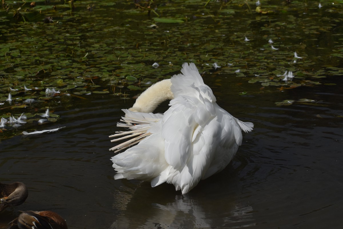 Mute Swan - ML623069844