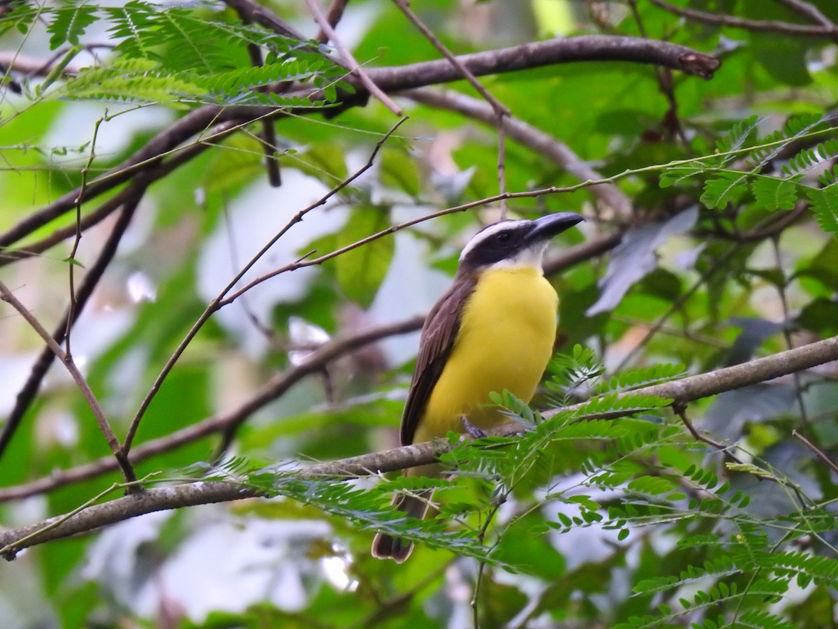 Boat-billed Flycatcher - Martín Ríos Deaza