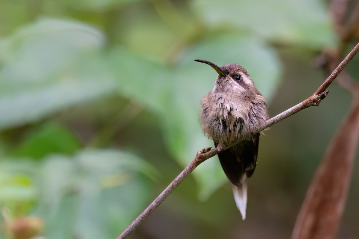 Dusky-throated Hermit - ML623069870