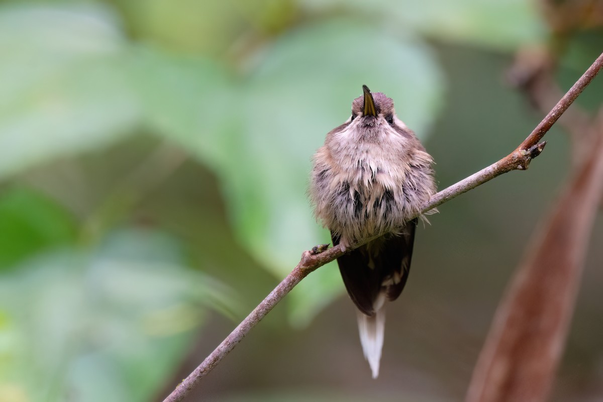 Dusky-throated Hermit - ML623069871