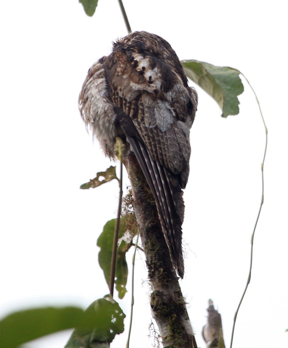 Common Potoo - ML62306991