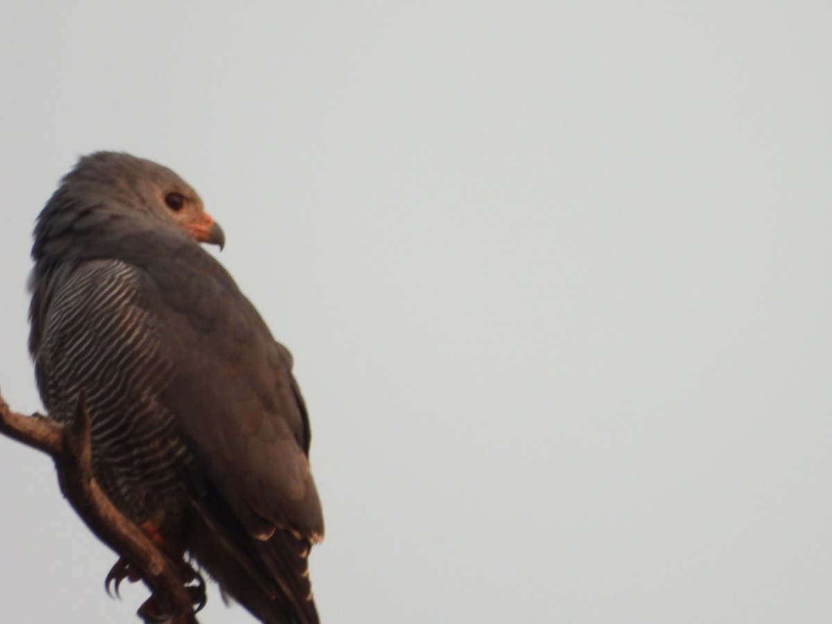 Lizard Buzzard - ML623069978