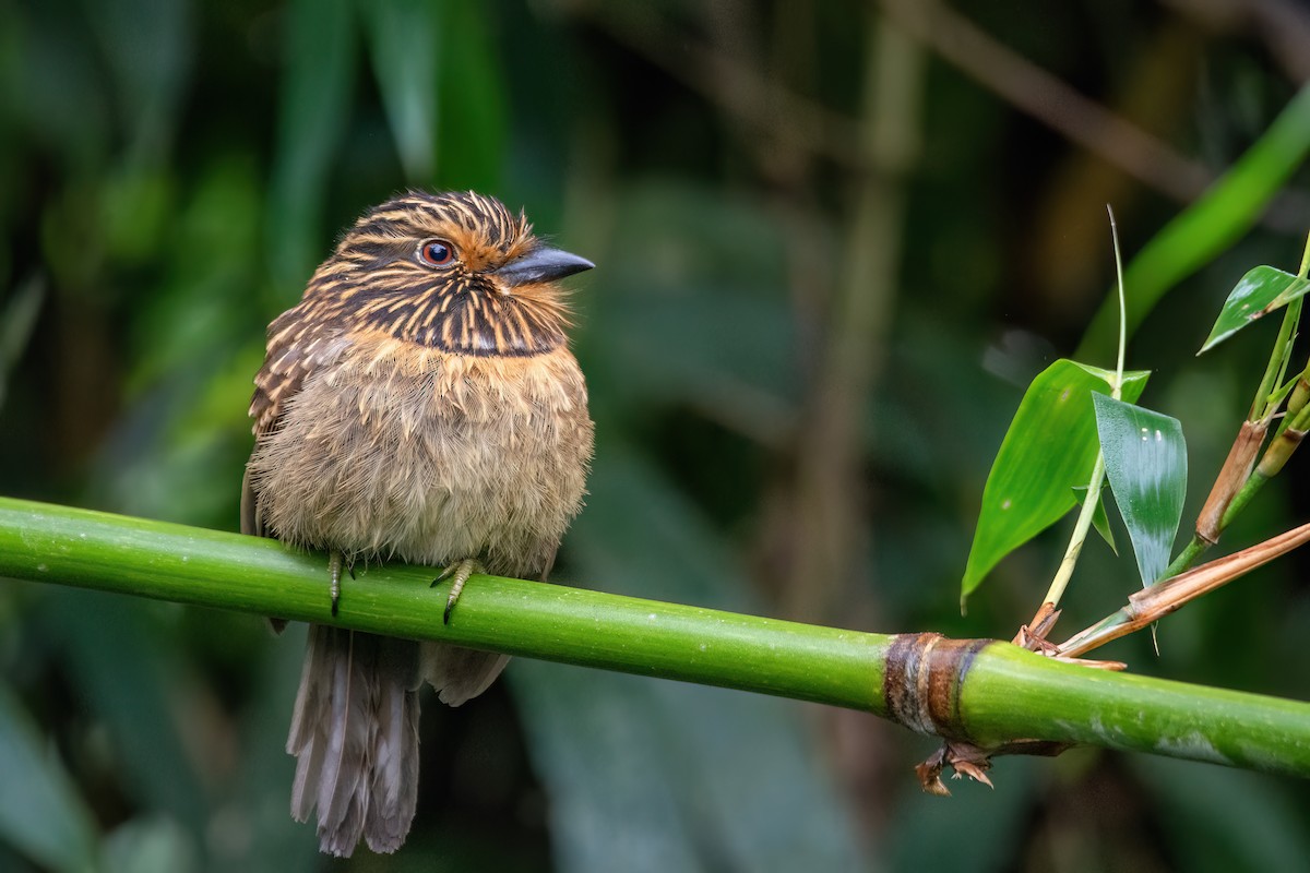 Crescent-chested Puffbird - ML623069988