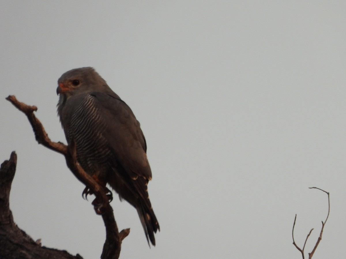 Lizard Buzzard - ML623069989