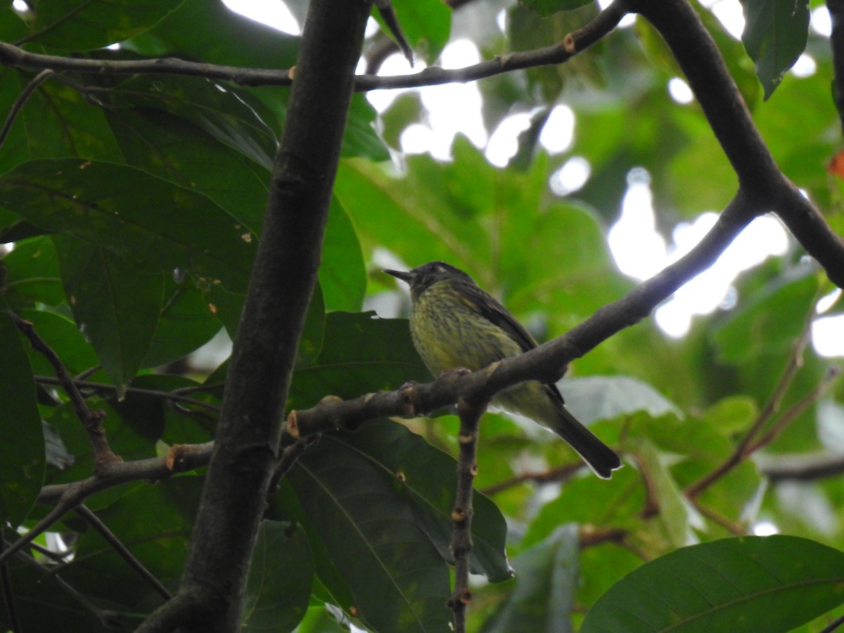 Streak-necked Flycatcher - Martín Ríos Deaza