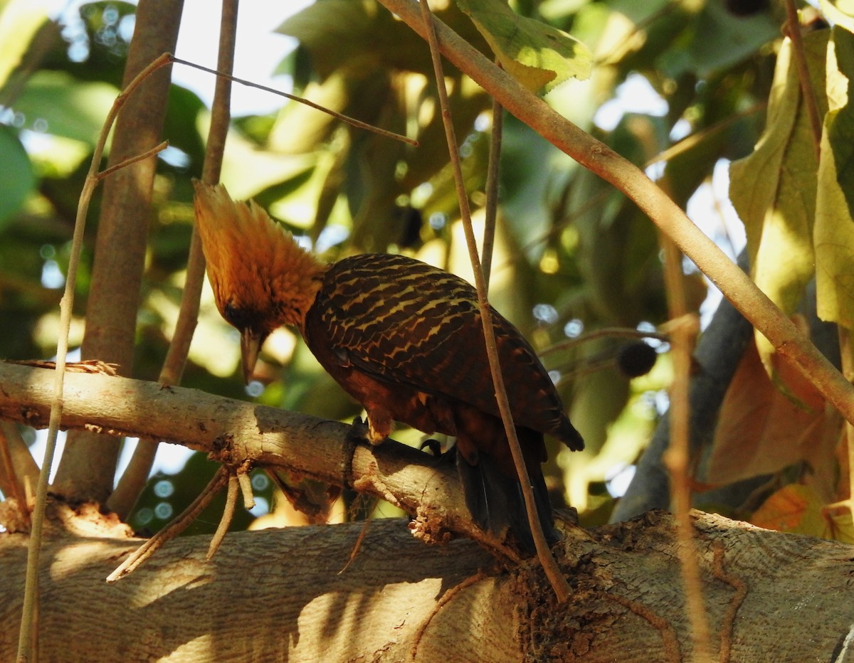 Pale-crested Woodpecker - ML623070027