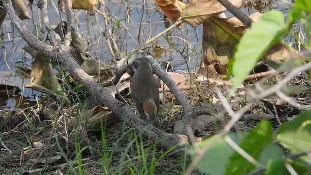 Сондорт гургалдай - ML623070068