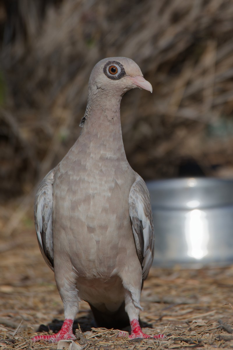 Bare-eyed Pigeon - ML623070084