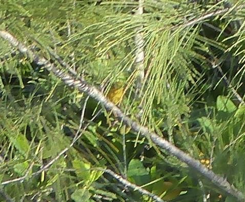 Yellow Warbler - ML62307011