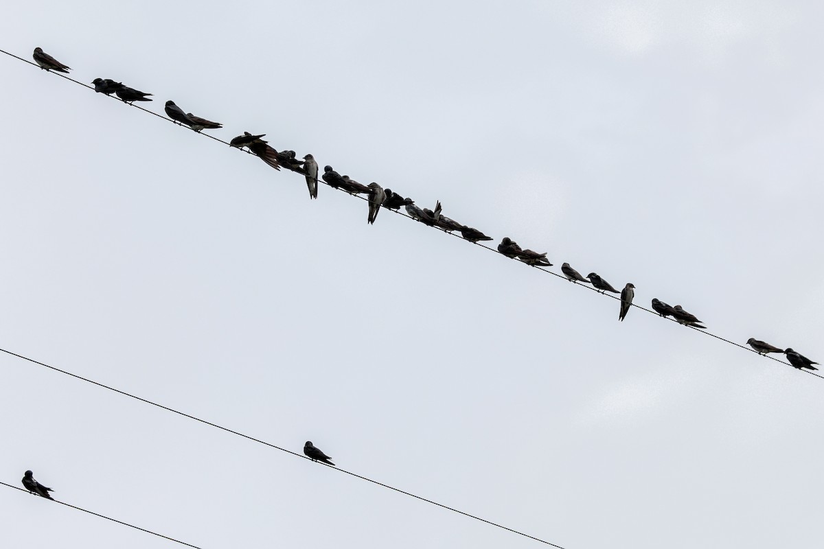 Purple Martin (subis/arboricola) - ML623070123