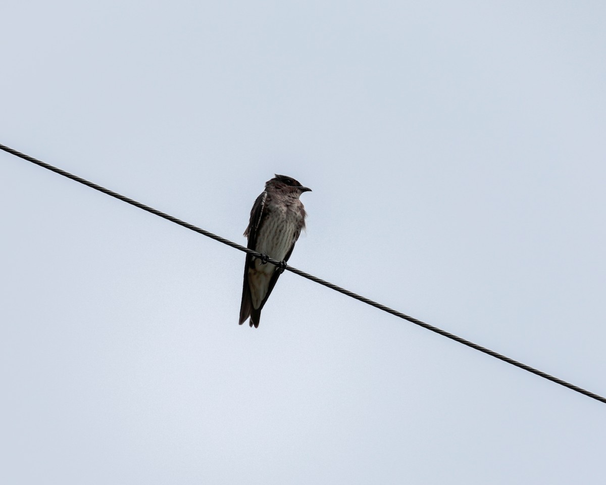 Purple Martin (subis/arboricola) - ML623070124