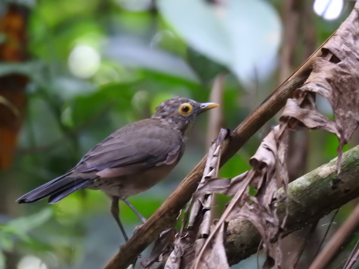 Spectacled Thrush - ML623070156