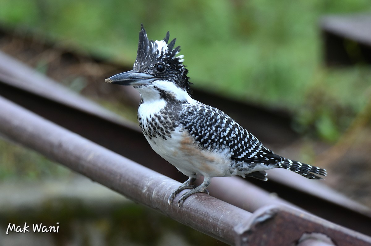 Crested Kingfisher - ML623070165