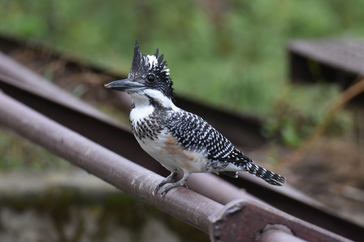 Crested Kingfisher - ML623070171