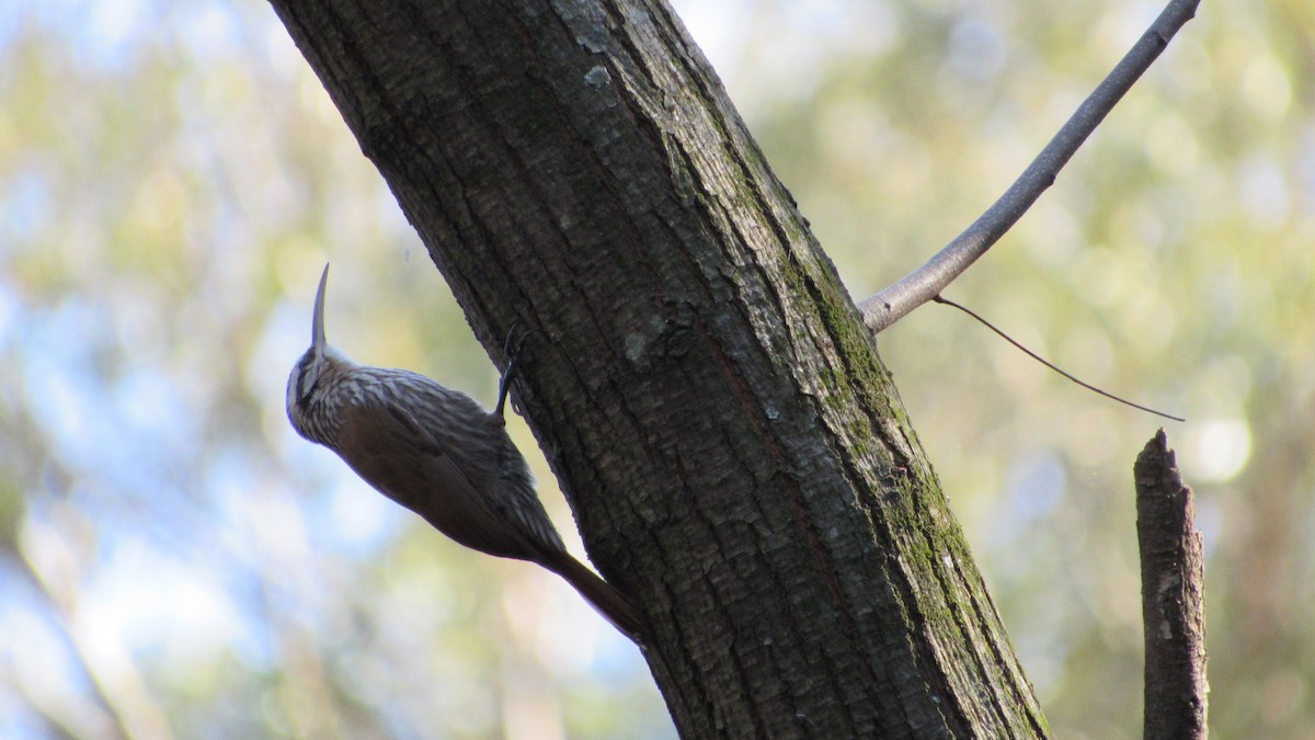 Narrow-billed Woodcreeper - ML623070174