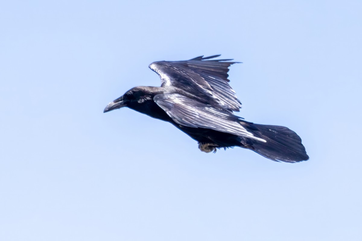 Grand Corbeau - ML623070270