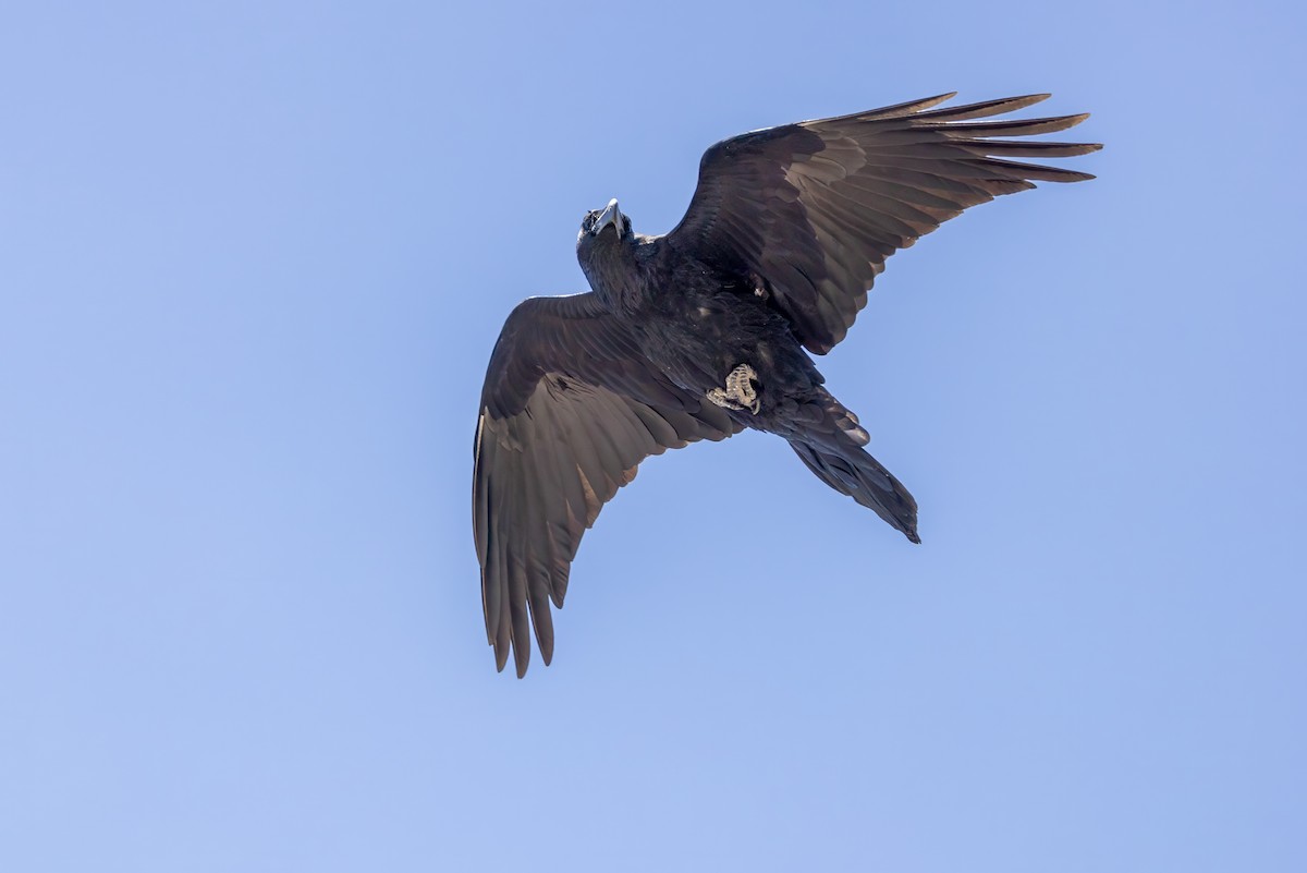 Grand Corbeau - ML623070294