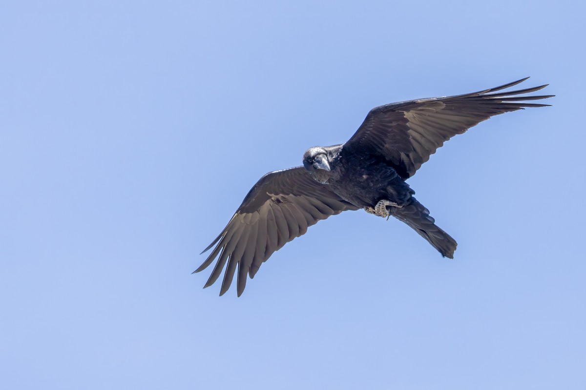 Grand Corbeau - ML623070322