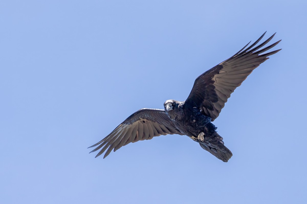 Grand Corbeau - ML623070327