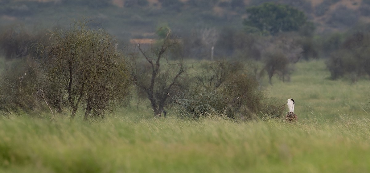 Great Indian Bustard - ML623070357