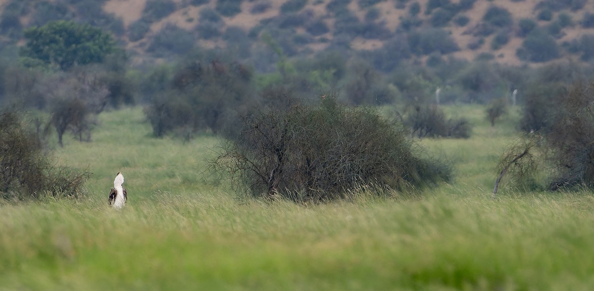 Great Indian Bustard - ML623070358