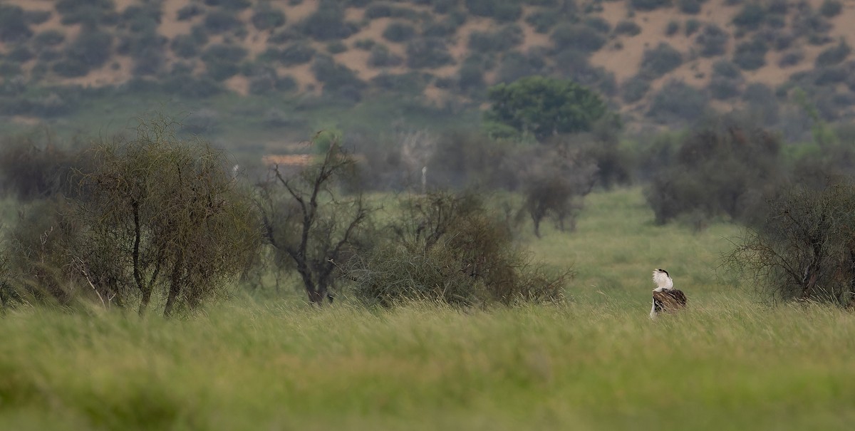 Great Indian Bustard - ML623070359